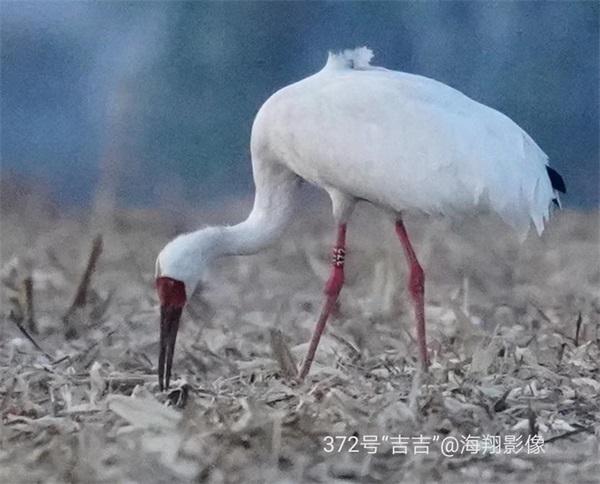 itb8888通博,湖南野生动物追踪,湖南卫星追踪器,湖南追踪器